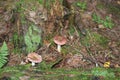 Russulaceae - mushroom in the autumn forest among green leaves. Edible Royalty Free Stock Photo