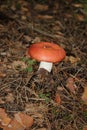 Russulaceae - mushroom in the autumn forest among green leaves. Edible Royalty Free Stock Photo