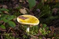 Russulaceae - mushroom in the autumn forest among green leaves. Edible Royalty Free Stock Photo