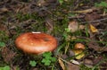 Russulaceae - mushroom in the autumn forest among green leaves. Edible Royalty Free Stock Photo