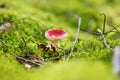 Russule edible mushroom growing in a woods Royalty Free Stock Photo