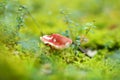 Russule edible mushroom growing in a woods Royalty Free Stock Photo