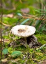 Russule mushroom Royalty Free Stock Photo