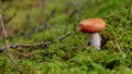 Russule mushroom in autumn forest