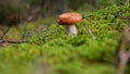 Russule mushroom in autumn forest