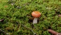 Russule mushroom in autumn forest