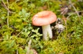 russule mushroom growing in autumn forest Royalty Free Stock Photo