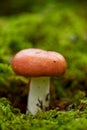 russule mushroom growing in autumn forest Royalty Free Stock Photo