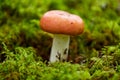 russule mushroom growing in autumn forest