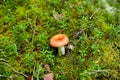 russule mushroom growing in autumn forest Royalty Free Stock Photo