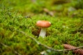 russule mushroom growing in autumn forest Royalty Free Stock Photo