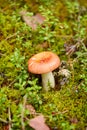 russule mushroom growing in autumn forest