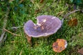 Russule mushroom Royalty Free Stock Photo