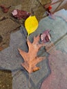 Rust Autumn leaf autumn in a puddle on the sidewalk Royalty Free Stock Photo