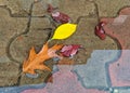 Rust Autumn leaf autumn in a puddle on the sidewalk Royalty Free Stock Photo