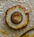 Rusty wheel nut