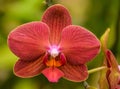 Rust Colored Orchid in a Tropical Garden