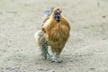 Rust Colored Silkie Rooster Royalty Free Stock Photo