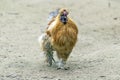 Rust Colored Silkie Rooster