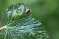 Rust of currant. Disease on black currant leaves caused by a fungus Cronartium ribicola