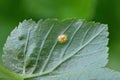 Rust of currant. Disease on black currant leaves caused by a fungus Cronartium ribicola