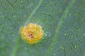 Rust of currant. Disease on black currant leaves caused by a fungus Cronartium ribicola