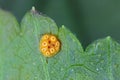 Rust of currant. Disease on black currant leaves caused by a fungus Cronartium ribicola