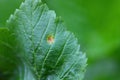 Rust of currant. Disease on black currant leaves caused by a fungus Cronartium ribicola