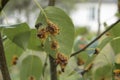 Rust disease on pear. Gymnosporangium sabinae Royalty Free Stock Photo