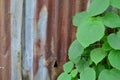 Rust Galvanize Sheet With Green Plant