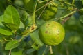 Rust on lime fruit, Citrus canker ,Citrus disease caused by the bacterium Xanthomonas citri subsp