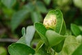 Rust on the lime leaves, Citrus canker