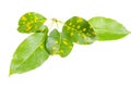 Rust on pear leaves, fruit plant disease. Royalty Free Stock Photo