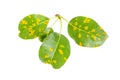 Rust on pear leaves, fruit plant disease. Royalty Free Stock Photo