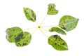 Rust on pear leaves, fruit plant disease. Royalty Free Stock Photo