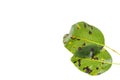 Rust on pear leaves, fruit plant disease. Royalty Free Stock Photo