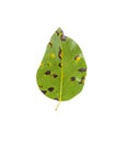 Rust on pear leaves, fruit plant disease. Royalty Free Stock Photo