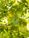 Rust on pear leaves, fruit plant disease. Royalty Free Stock Photo