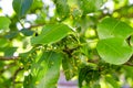 Rust on pear leaves, fruit plant disease.