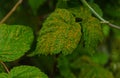 rust on raspberry leaves