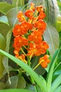 Rust-red Ascocentrum orchid flowers in orange blossoming in tropical garden Royalty Free Stock Photo