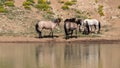 Rust red roan stallion with herd of wild horses at a waterhole in the Pryor Mountains wild horse range in Wyoming United States Royalty Free Stock Photo