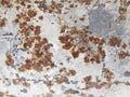 Rust texture on metal sheet abstrack background concetp Royalty Free Stock Photo