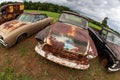 Rusted Antique Vehicles Sit Lined Up In Auto Junkyard