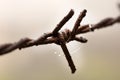 Rusted barb wire Royalty Free Stock Photo