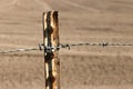 Rusted barb wire fence with a background of a dry, tilled field. Royalty Free Stock Photo