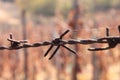 Rusted Barbed Wire