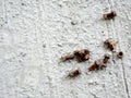 Rusted bolt and nut on dirty bare concrete floor.