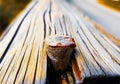 Rusted Brown Fencing with blurred background