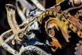 Rusted and burned out vehicle engine detail Royalty Free Stock Photo